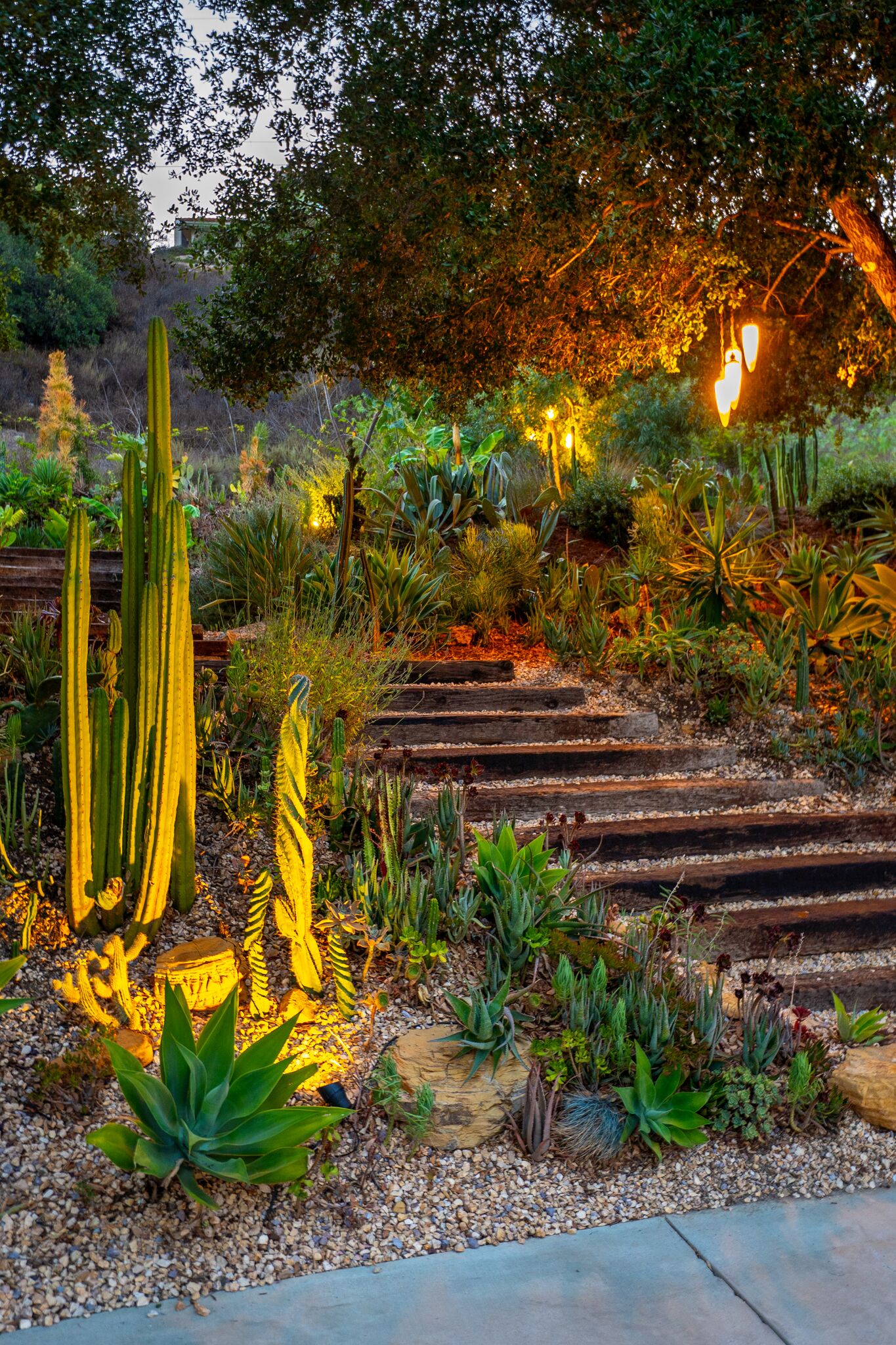 Garden steps at dusk with warm light washing over cacti and agaves