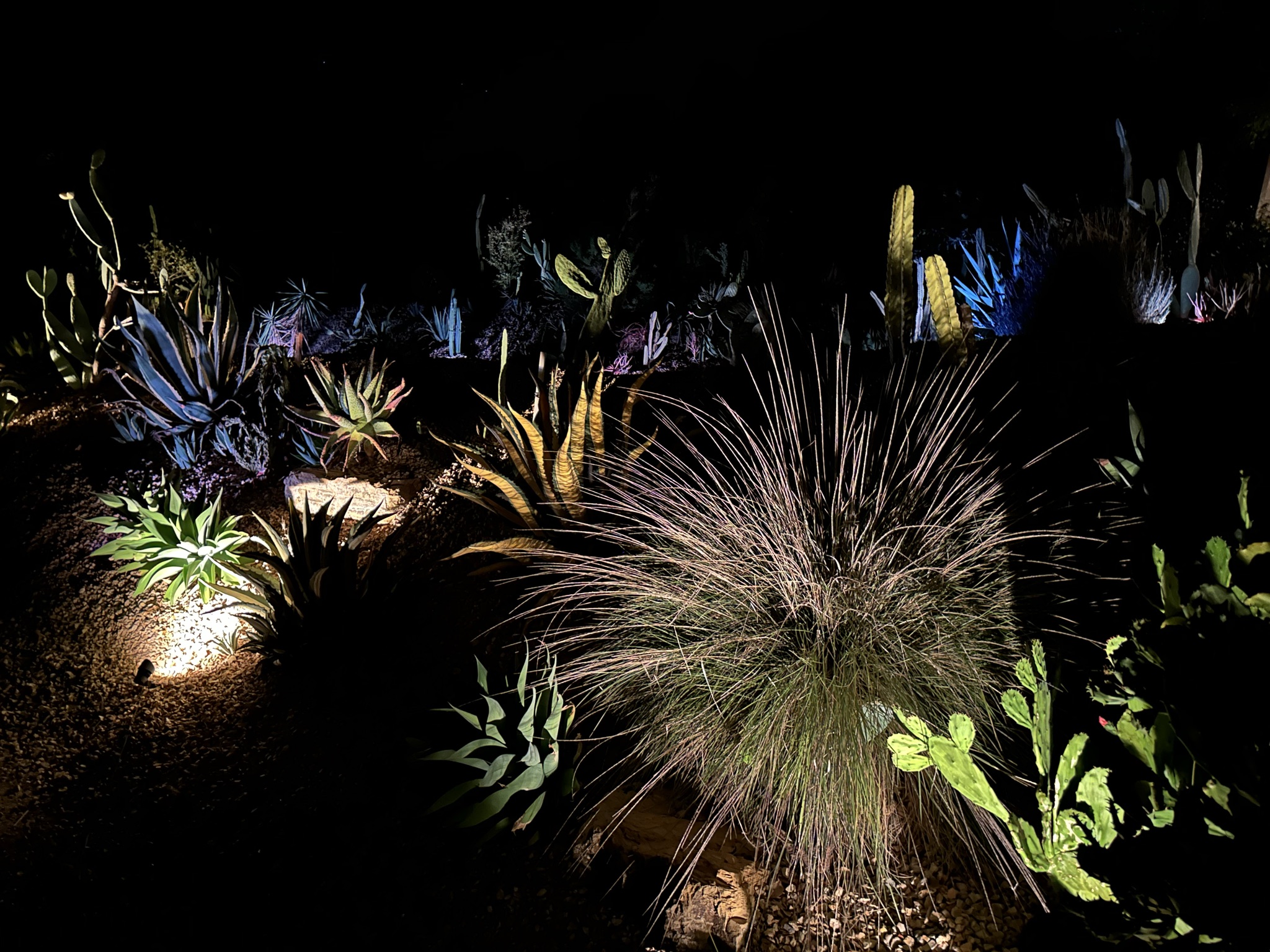 Backlit native grasses and uplit cacti glowing against the dark hillside at night