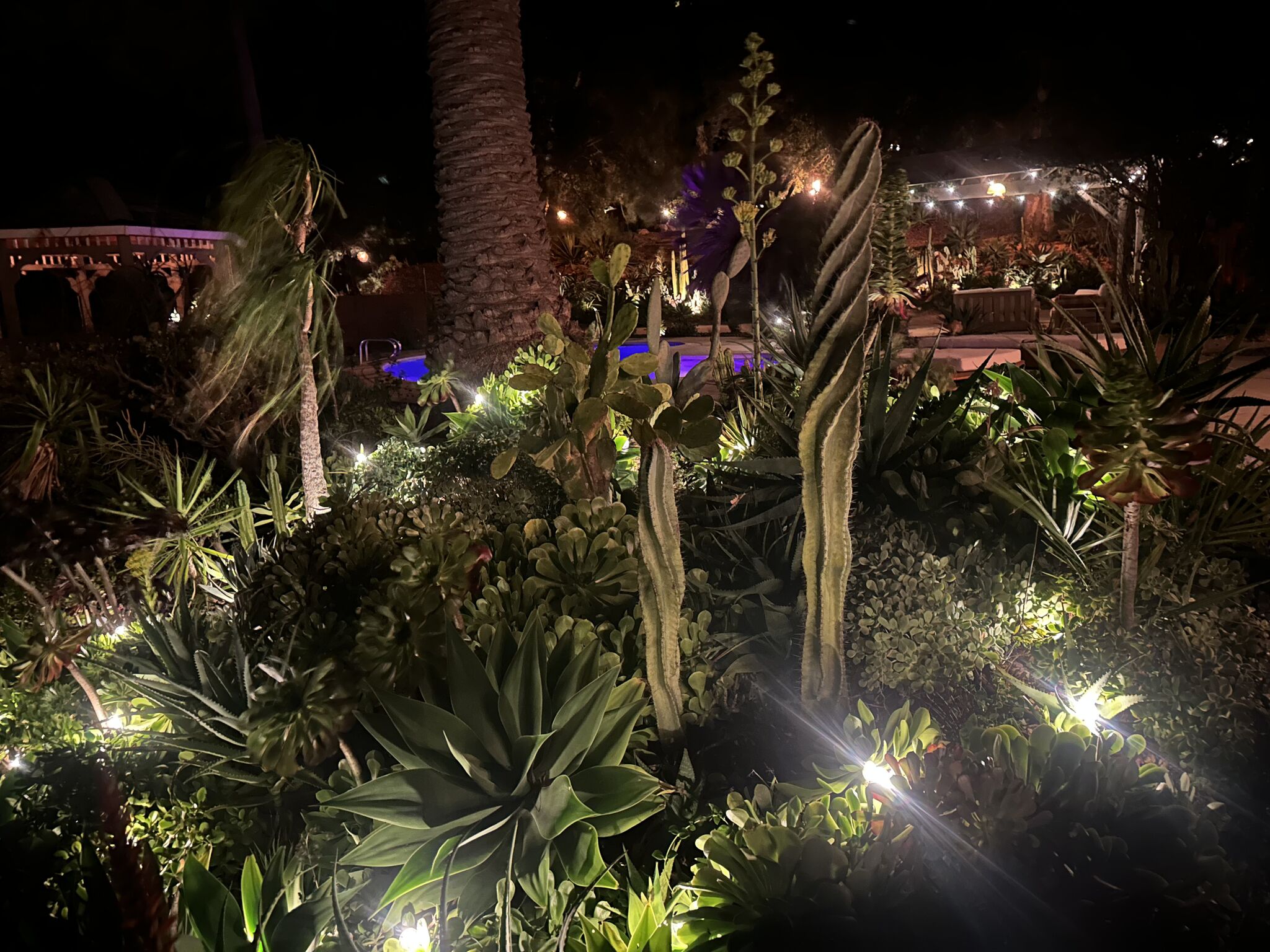 Cactus garden glowing under landscape lights at night with the pool shimmering beyond