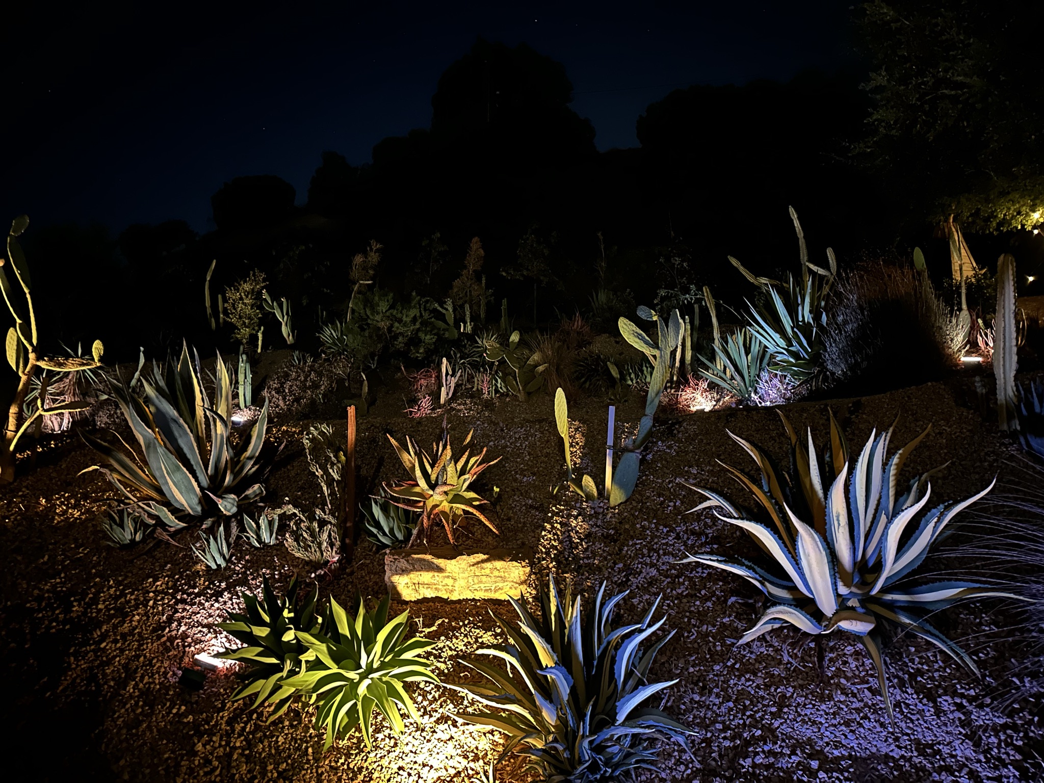 Agaves and cacti uplit in amber and violet across the hillside garden at dusk