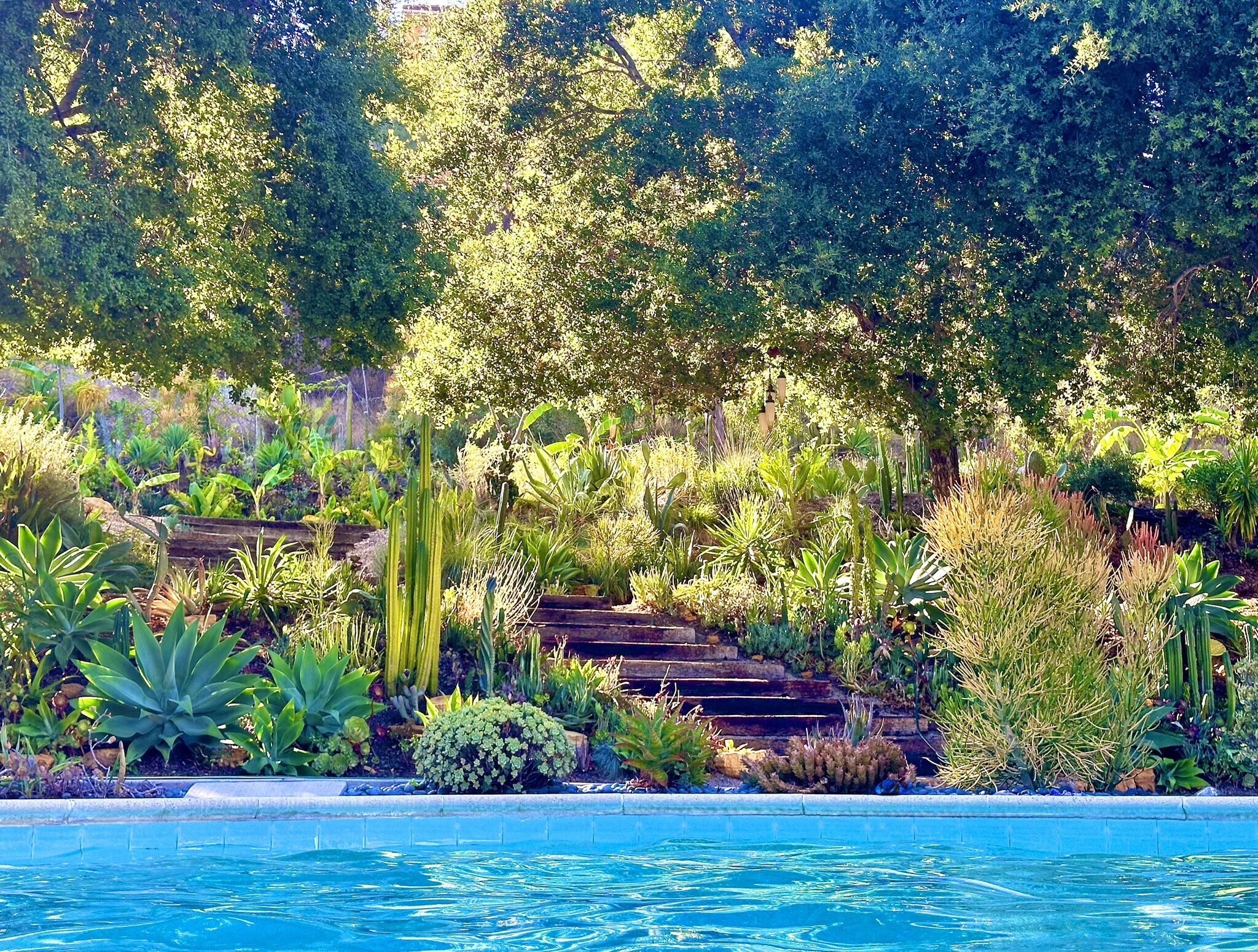 Pool edge beneath terraced cactus and succulent gardens climbing the hillside