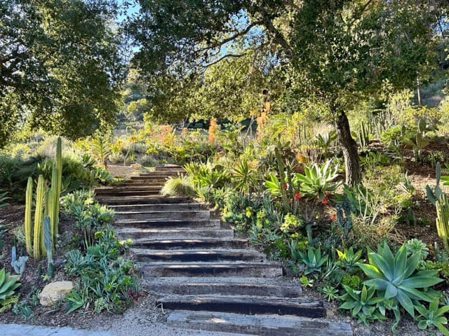 Railroad-tie garden steps climbing through cactus and succulent hillside gardens